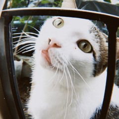SyL