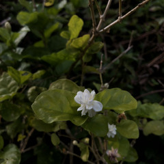 Hiếu