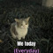 Ha1th41h04ng