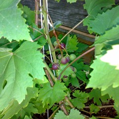 Алексей Сазонов