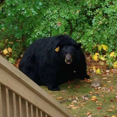 BIGbear
