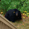 BIGbear