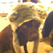 ares