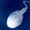 sperma