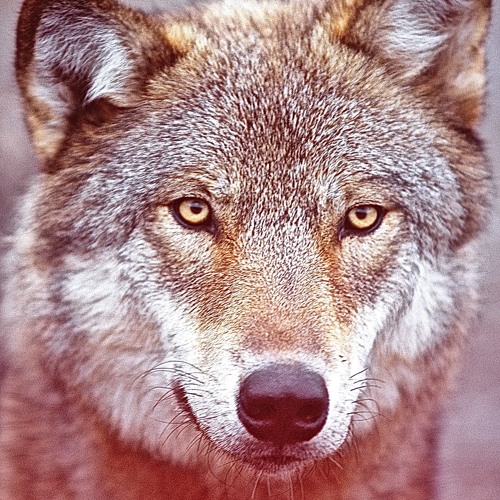 7-7-14 Among Wolves Lecture