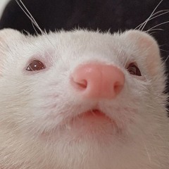 ferretcore
