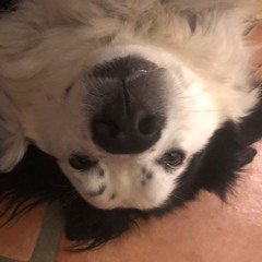 Big Gabe