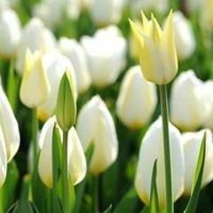 曾芬英