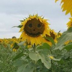 Rommel Sabulao Alamodin