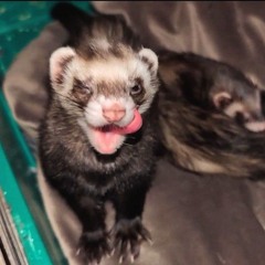 ♡FuzzTekkzilla♡
