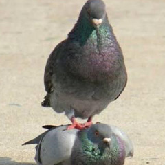 PigeonKing