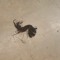 Skrillex's hair 4 sale