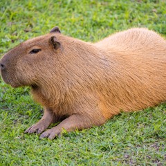 lil capybara jerimey