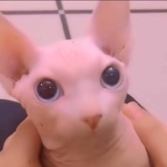 dak dz uwu