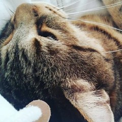 django