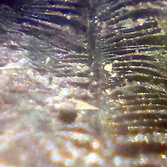 Molecular Despoliation