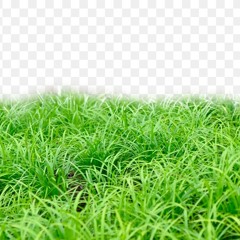 lawn mowing grass