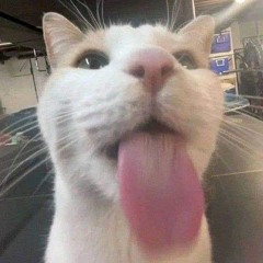 🐱