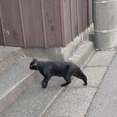 kasu
