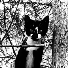 cattywampus