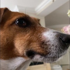 L9 Pies Pik avg rat enjoyer