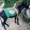 Umer k