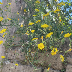 involontaria
