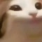 pop cat yassin