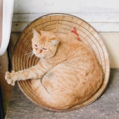 Cao Vĩnh Lộc
