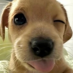 지앙이