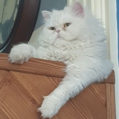 Iman Tavakkoli