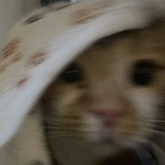 cofyispexchy