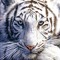 white tiger