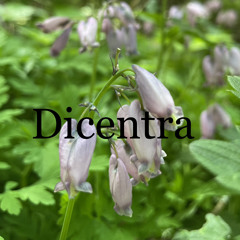Dicentra