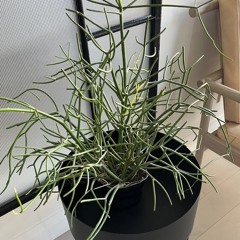 LB60