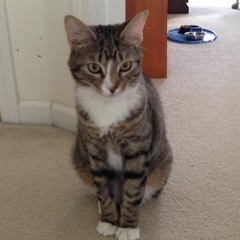 goose