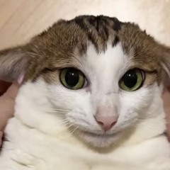 Ineedanewpersonality