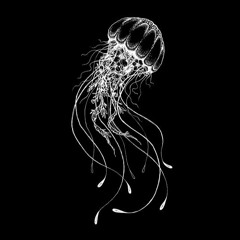 Χαοτική Τσούχτρα