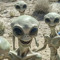 lzalien
