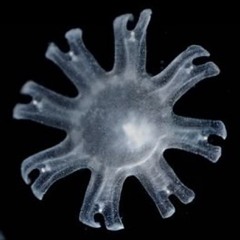 ephyla
