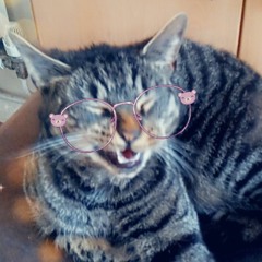Jessy the cat