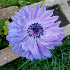 JO-D🌼