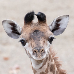 MiniGiraffe