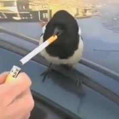 Indie Songs