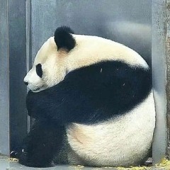 재콩