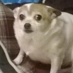 daan