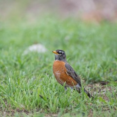 Arirang - for string quartet