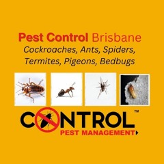 Control Pest Management Brisbane
