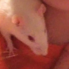 rattyboy🐁🐭