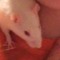 rattyboy🐁🐭